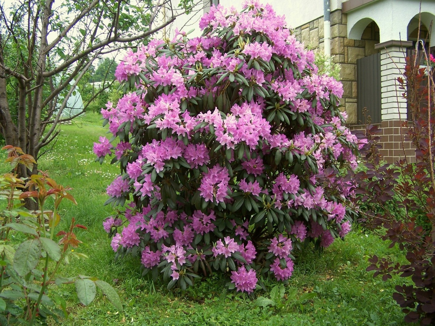 Рододендрон профессор шольц фото